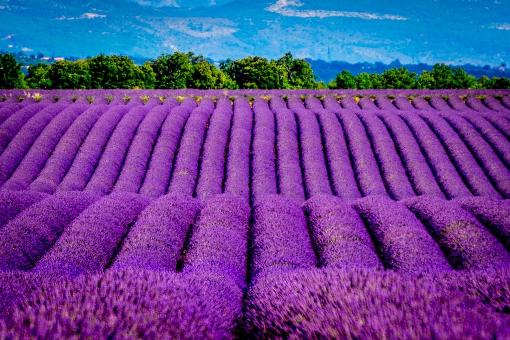 Lavender Fields at Provence, France